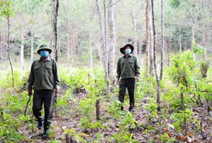 Gia Lai giám sát công tác trồng rừng và quản lý bảo vệ rừng