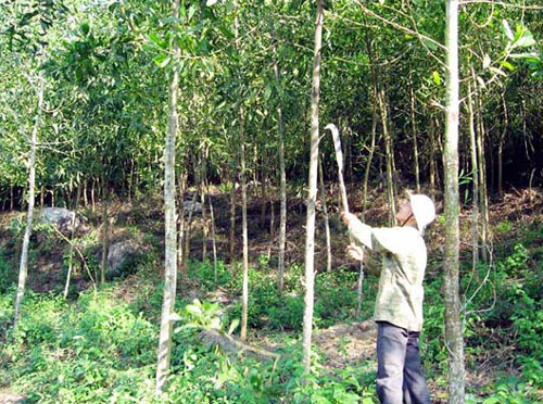 Article Đoàn đại biểu Quốc hội tỉnh Gia Lai ban hành kế hoạch khảo sát về giao rừng cho cộng đồng dân cư thôn